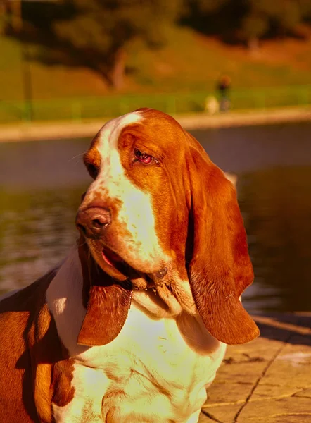 Basset Hound Gölü, alacakaranlıkta anda sadece parkta ciddi görünümlü sol tarafına