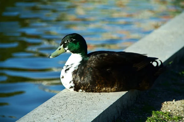 Close Brown Green Duck Lake Middle Picture Sitting Looking Left — Stock Photo, Image