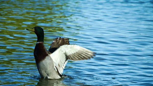 Brown Green Duck Lake Left Picture Water Moving Wings — Stock Photo, Image