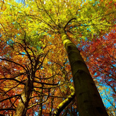 Güzel sonbahar ormanın içinde renkli ağaç tepelerinin