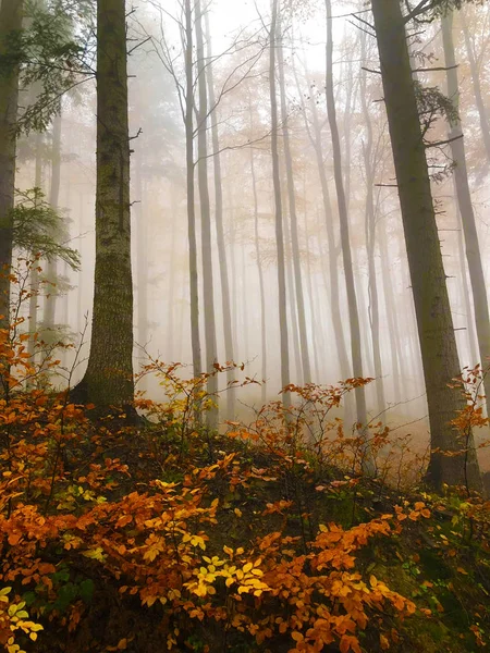 Névoa Floresta Outono Colorido Escuro Misterioso — Fotografia de Stock