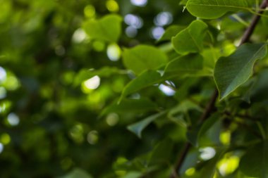 yeşil yaprakları yeşil bir arka plan üzerinde. yaprakları ve dalları bir armut. güneş ışığı ağacından yeşil arka plan bulanıklık