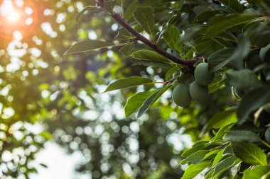 Yeşil erik ağacı üzerinde. Yeşil taze erik ağacı üzerinde büyür. Erik ağacı erik ile. güneşli gün