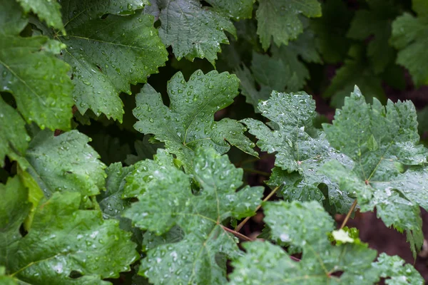 Vinhas Verdes Frescas Hora Verão Vinha Ramo Jovem Uvas Natureza — Fotografia de Stock