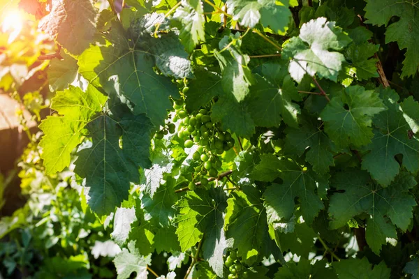 Bando Uvas Verdes Redondas Não Maduras Fecham Uvas Verdes Frescas — Fotografia de Stock