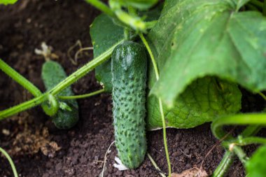 Bir sürü açık alanda sulu yeşil bir arka plan bahçe en taze salatalık büyümek genç yaprakları, yakın çekim makro. Açık alanda salatalık hasat.