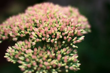 Hendek stonecrop bahçedeki spectabils bahar bir flowerbed üzerinde büyüyen çiçek açması beyaz-pembe çiçek makro görünümünü yukarıda. Önümüzdeki açılmamış tomurcukları çok yeşil bir kök üzerinde 