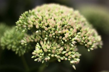 Hendek stonecrop bahçedeki spectabils bahar bir flowerbed üzerinde büyüyen çiçek açması beyaz-pembe çiçek makro görünümünü yukarıda. Önümüzdeki açılmamış tomurcukları çok yeşil bir kök üzerinde 