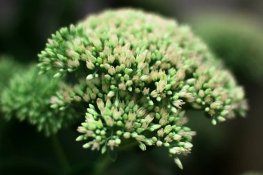 Hendek stonecrop bahçedeki spectabils bahar bir flowerbed üzerinde büyüyen çiçek açması beyaz-pembe çiçek makro görünümünü yukarıda. Önümüzdeki açılmamış tomurcukları çok yeşil bir kök üzerinde 