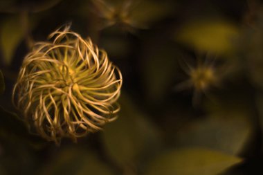 Makro yeşil bir arka plan üzerinde yuvarlak çiçek. Bahar çiçekleri flowerbed üzerinde ilkbaharda büyümeye.