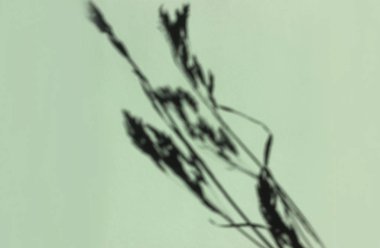 Çivili den gölgeler ile kayıt için boş kağıt sayfası. Dalları ve yaprakların gölgeleri ile yeşil kağıt bir kartpostal için hazırlanıyor. Etiket eklemek için düzen. Doğal sert ışık, derin shado