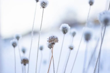 Kuru çiçekler boğuk buz ile kaplıdır. Buz kristalleri olan bir bitkinin dalı. Kış arka planı