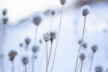 Kuru çiçekler boğuk buz ile kaplıdır. Buz kristalleri olan bir bitkinin dalı. Kış arka planı
