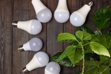 Yeşil yapraklı ampulleri saklayan enerji. Çevre koruma ve ekoloji kavramı
