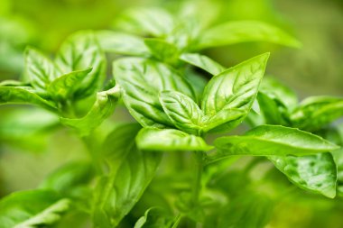 Taze büyüyen yeşil görünümü fesleğen yaprakları kapatmak