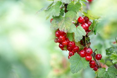 Somun üzerinde şube büyüyor küme görünümü kapatın