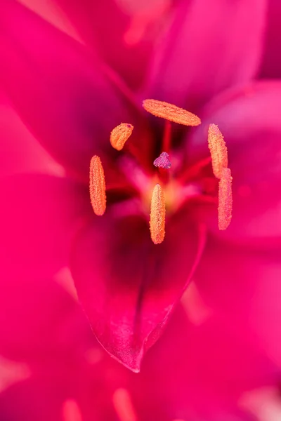 Close View Pink Crimson Flower Stamens — Stock Photo, Image