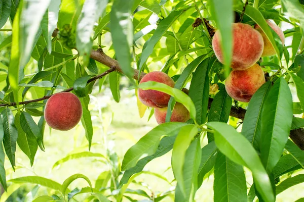 Färska Naturliga Persikor Träd Sommartid — Stockfoto