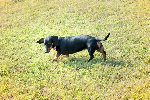 Chien Teckel Noir Sur Pelouse Marchant Regardant Herbe Verte Vue — Photo