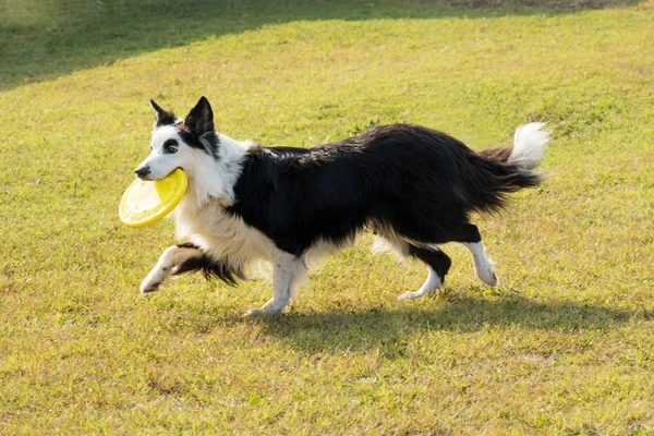 Border Collie Hund Mit Gelbem Frisbee Beim Spielen Park Allein — Stockfoto