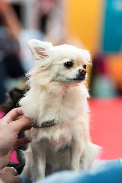 White Chihuahua Hond Close Bekeken Vanaf Voorzijde Zittend Tegen Wazig — Stockfoto
