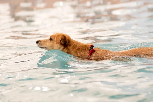 Rehhund Schwimmt Pool Von Der Seite Gesehen Nahaufnahme — Stockfoto