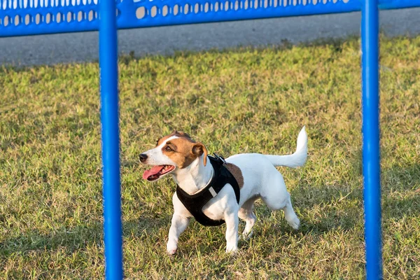 Jack Russel Terrier Hund Spielt Park Schwarzem Geschirr Von Oben — Stockfoto
