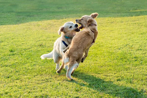 一緒に遊んで ジャンプ 互いに噛むこと つの幸せなゴールデンレトリーバー犬 — ストック写真