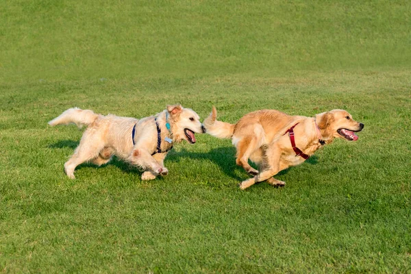 Two Golden Retriever Dogs Playing Together Running Green Grass Lawn — Stock Photo, Image