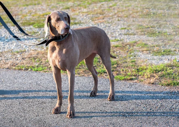 Weimaraner Hund Steht Auf Dem Gehweg Und Wird Der Leine — Stockfoto