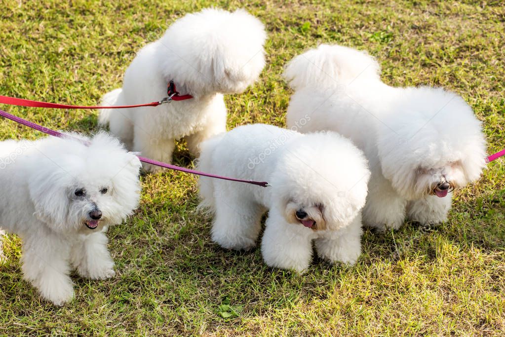 Four white dogs Bichon Frise is being walked in the park, viewed from high angle in close-up on green lawn, held by red leashes