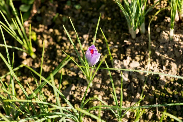 Μοβ Σαφράν Λουλούδι Crocus Sativus Μεγαλώνει Μια Σειρά Των Φυτών — Φωτογραφία Αρχείου