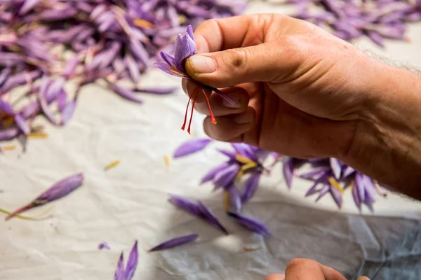 Pessoa Coletando Estilo Estigma Uma Flor Açafrão Roxo Fresco Crocus — Fotografia de Stock