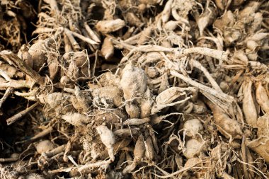 Arka plan doku nakli baharda çiçek çiftlik veya tam kare görünümü kadar yakın çocuk odasında bekleyen dahlia ampuller