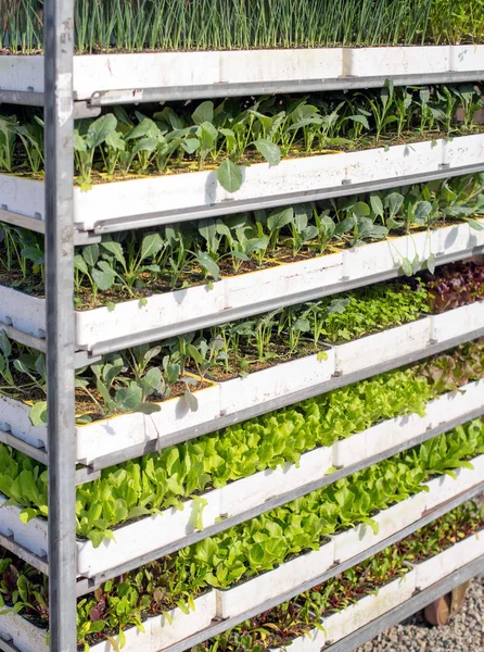 Kosárba Polcrendszerek Megterhelt Val Válogatott Kis Cserepes Növények Eladó Egy — Stock Fotó