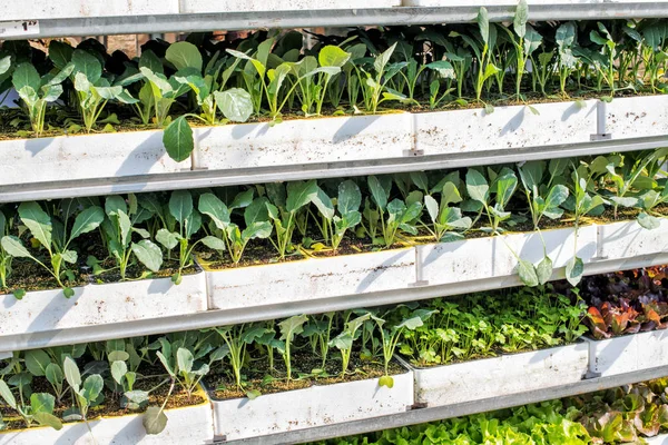Trays Berbagai Macam Bibit Hijau Muda Sebuah Pembibitan Atau Pertanian — Stok Foto