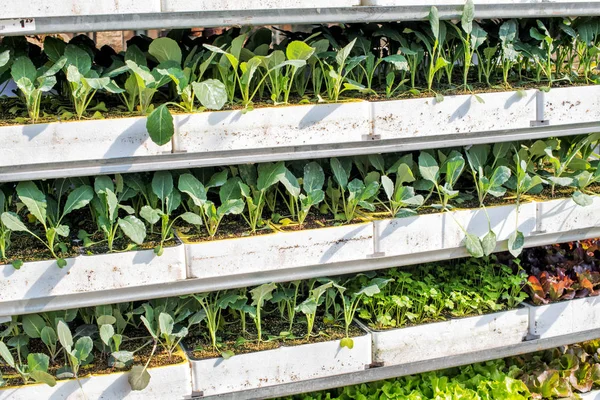 Bandejas Plántulas Verdes Jóvenes Surtidas Vivero Granja Lista Para Ser —  Fotos de Stock