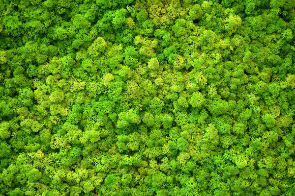 Full frame of light green Finland moss