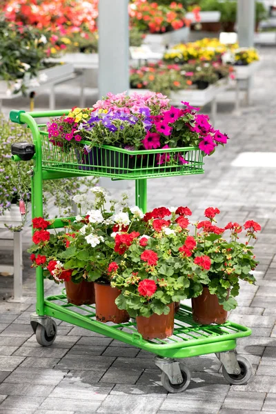Shopping cart with a selection of potted flowers — Stock Photo, Image