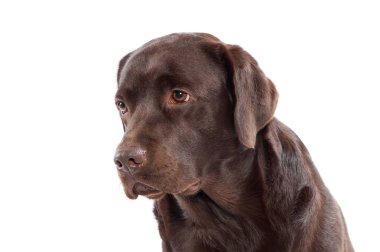 Bir Labrador retriever köpek yavrusunun headshot yakın