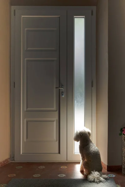 Pequeño perro blanco sentado esperando en una puerta — Foto de Stock