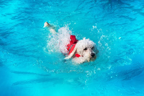 Niedlicher kleiner weißer Pudel schwimmt in einem Pool — Stockfoto