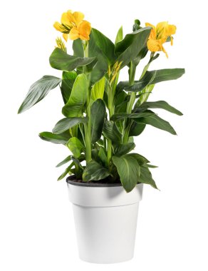 Sarı çiçeklerle yapraklı yeşil Canna indica bitki