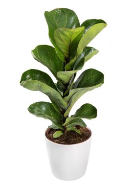 Bebek geniş yapraklı saksı ficus bitki