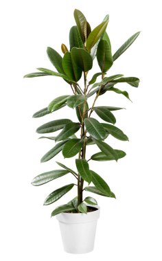 Bir tencerede yapraklı yeşil Ficus guianensis bitki