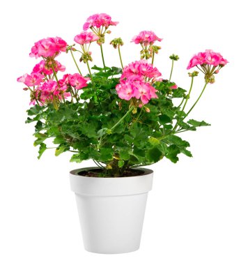 Parlak pembe çiçekler ile Saksılı Sardunya zonale