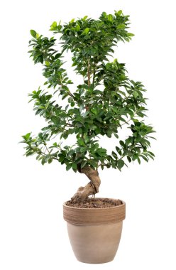 Terracotta potasakficus ginseng bitkisak