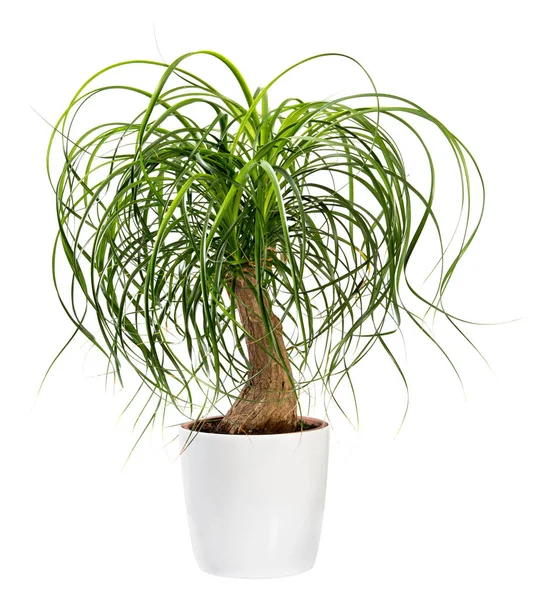 Beaucarnea recurvata or Nolina recurvata plant — Stock Photo, Image