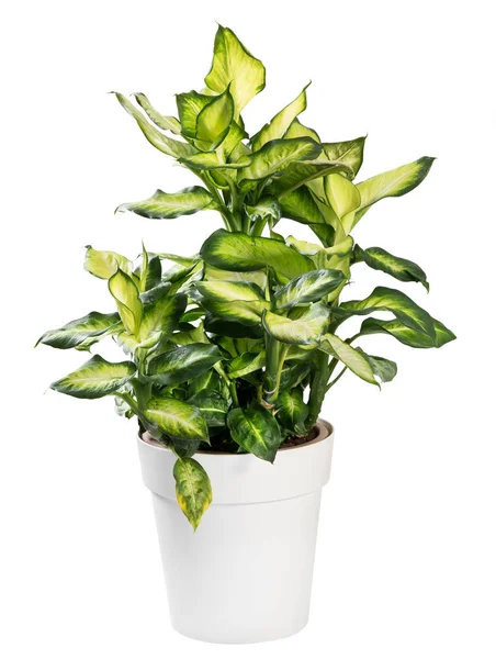 Planta dieffenbachia envasada variegada em branco — Fotografia de Stock