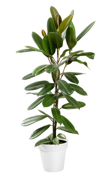Leafy green Ficus guianensis plant in a pot